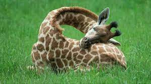 Giraffe Sleep